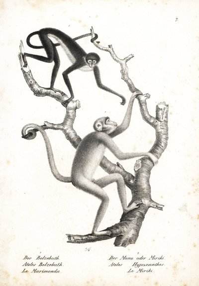 Mono araña de vientre blanco, Ateles belzebuth (en peligro), y muriqui del norte, Brachyteles hypoxanthus (Ateles hypoxanthus), en peligro crítico. Litografía de Karl Joseph Brodtmann de la Historia natural ilustrada de los animales de Heinrich Rudolf Schi de Unbekannter Künstler