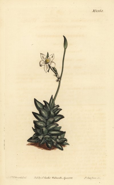 Anacampseros de flores blancas, Anacampseros arachnoides de Unbekannt