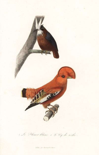 Hormiguero de plumaje blanco y gallito de las Guayanas. de Unbekannter Künstler