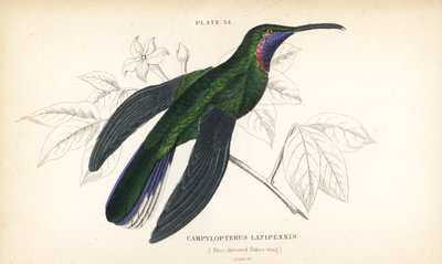 Sabueso de cola blanca, Campylopterus ensipennis (Sabueso de garganta azul, Trochilus latipennis). Grabado en acero coloreado a mano por William Lizars de la Naturalist