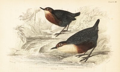 Mirlo acuático, Cinclus cinclus.1889 (grabado) de Unbekannter Künstler