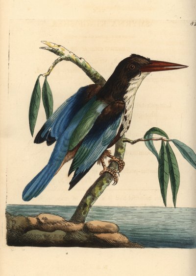 Martín pescador de garganta blanca, Halcyon smyrnensis (Martín pescador de Esmirna, Alcedo smyrnensis). Ilustración dibujada y grabada por Richard Polydore Nodder. Grabado en cobre coloreado a mano de George Shaw y Frederick Nodder, The Naturalist
