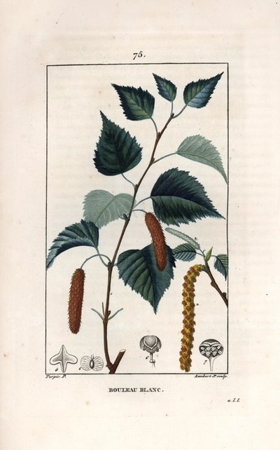 Abedul blanco o abedul verrugoso - Grabado de Lambert fils, según un dibujo de Pierre Jean Francois Turpin (1775-1840), de La flore medicale, de Chaumeton, Poiret et Chamberet, París 1830 - Abedul plateado, Betula pendula, con hoja, catkin y semilla - Eng de Unbekannter Künstler