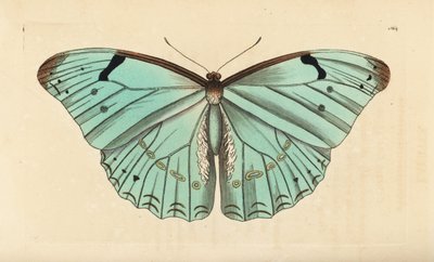 Morpho blanco, Morpho laertes de Unbekannt