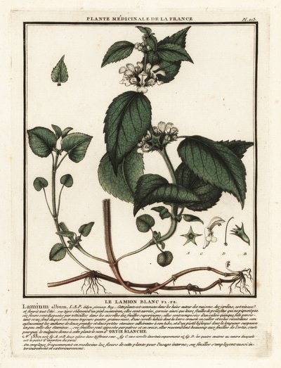 Ortiga blanca, Lamium album. de Unbekannter Künstler