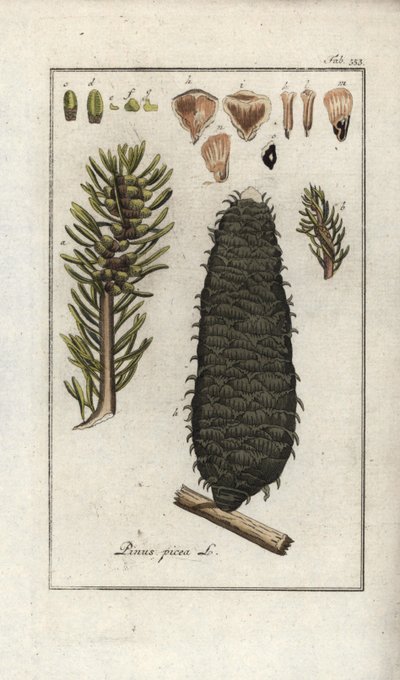 Abeto blanco o de los Vosgos (Abies alba). Litografía de "Afbeelding der Artseny-Gewassen" de Johannes Zorn (1739-1799), Países Bajos. de Unbekannter Künstler
