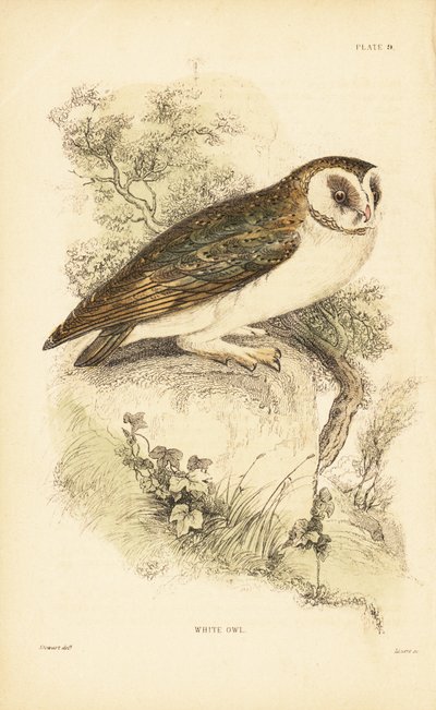 Lechuza blanca o lechuza común, Tyto alba, posada en una roca. 1889 (grabado) de Unbekannter Künstler