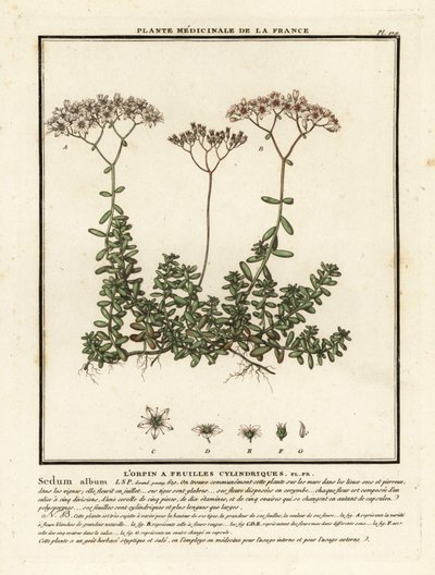 Sedum blanco, álbum Sedum. de Unbekannter Künstler
