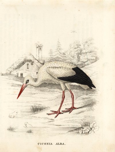 Cigüeña blanca, Ciconia ciconia (Ciconia alba). Grabado en acero coloreado a mano de la Galería de Historia Natural de Georg Friedrich Treitschke, Naturhistorischer Bildersaal des Thierreiches, Liepzig. de Unbekannter Künstler