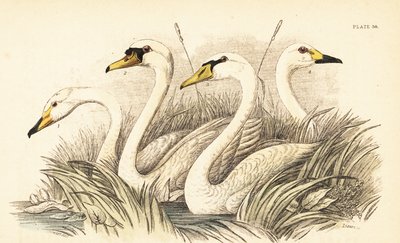 Cisne cantor, cisne vulgar, cisne de Bewick. 1889 (grabado) de Unbekannter Künstler