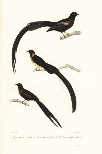 Pájaros Whydah y pájaros viudos. de Unbekannter Künstler