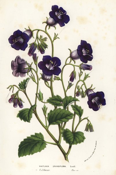 Campanillas silvestres de Canterbury, Phacelia minor (Whitlavia grandiflora). Litografía coloreada a mano de la obra de Louis van Houtte y Charles Lemaire Flores de los jardines e invernaderos de Europa, Flore des Serres et des Jardins de l