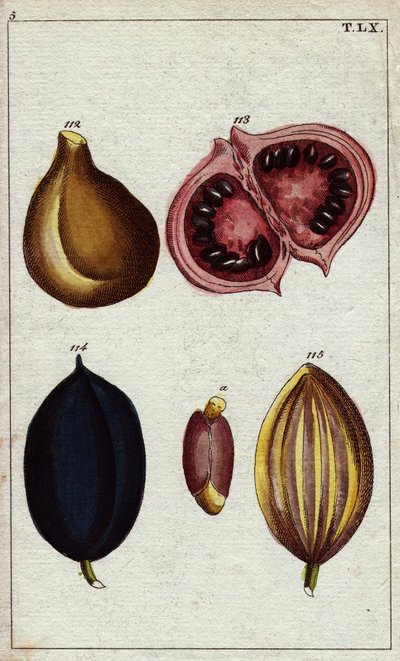 Almendra salvaje, calaba y nuez. Almendras silvestres, calaba, kamani, nueces ben. de Unbekannter Künstler