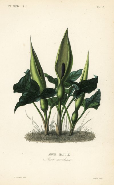 Aro silvestre, señores y señoras o jack en el púlpito, Arum maculatum, Arum macule de Unbekannt