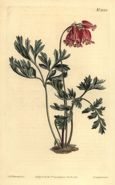 Corazón sangrante silvestre, Dicentra formosa de Unbekannt