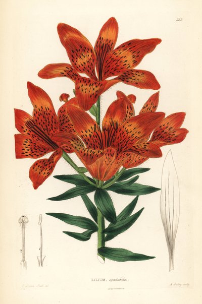 Lirio silvestre - Lirio siberiano, Lilium pensylvanicum (Lirio siberiano vistoso, Lilium spectabile). Grabado en cobre coloreado a mano por A. Bailey según Edwin Dalton Smith de John Lindley and Robert Sweet