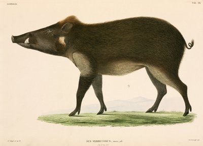 Cerdo salvaje, Indonesia de Unbekannter Künstler