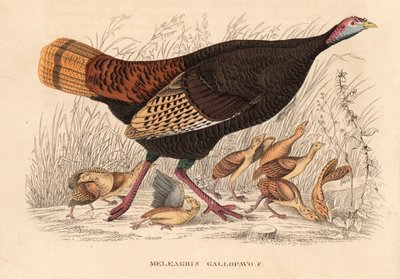 Pavo salvaje, Meleagris gallopavo, gallina con polluelos. Litografía coloreada a mano de la Galería de Historia Natural de Georg Friedrich Treitschke, Naturhistorischer Bildersaal des Thierreiches, Liepzig. de Unbekannter Künstler