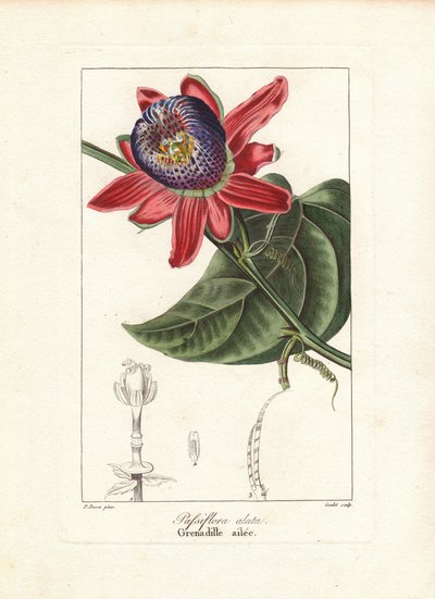 Flor de la pasión de tallo alado, Passiflora alata, originaria de Brasil. Grabado a mano sobre cobre por Goulet a partir de una ilustración botánica de Pancrace Bessa extraída del "Herbier General de l