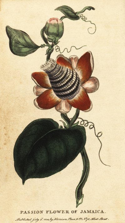 Flor de la pasión de tallo alado, Passiflora elata.,1800 (grabado) de Unbekannter Künstler