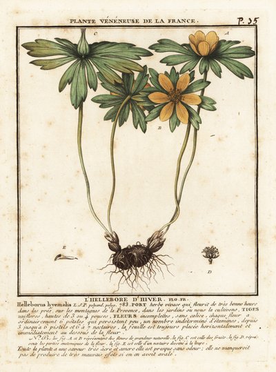 Acónito de invierno, Eranthis invierno. de Unbekannter Künstler