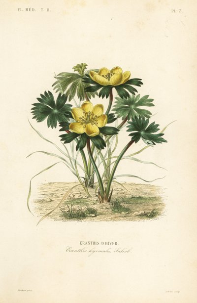 Aconito de invierno, Eranthis hyemalis de Unbekannt