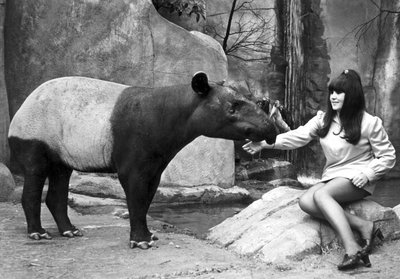 Mujer alimentando a un tapir, Zoológico Belle Vue, Manchester, abril de 1970 de Unbekannt