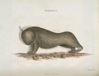 Wombat, Australia, c. 1798 de Unbekannt