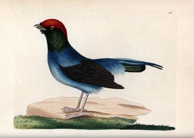 Maravilloso manacín (Chiroxiphia linearis). Ilustración sin firma (George Shaw y Frederick nodder). Litografía en The Naturalist