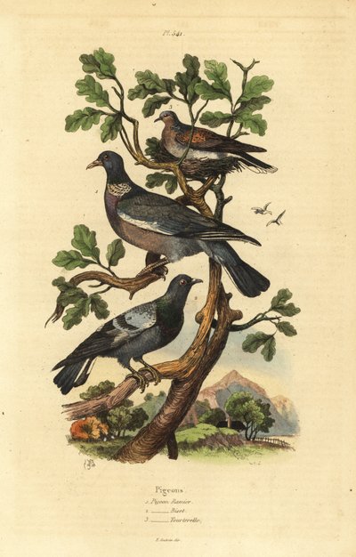 Paloma torcaz, Columba palumbus, paloma común, Columba livia, y tórtola, Streptopelia risoria de Unbekannt
