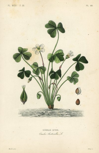 Acedera, Oxalis acetosella de Unbekannt
