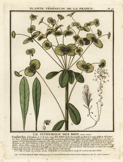 Euphorbia amygdaloides, tártago de madera. de Unbekannter Künstler