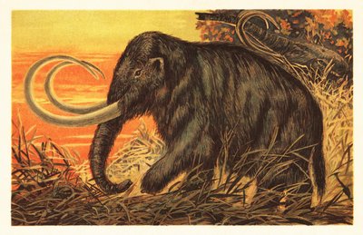 Mamut lanudo, Mammuthus primigenius.1908 (litografía) de Unbekannter Künstler