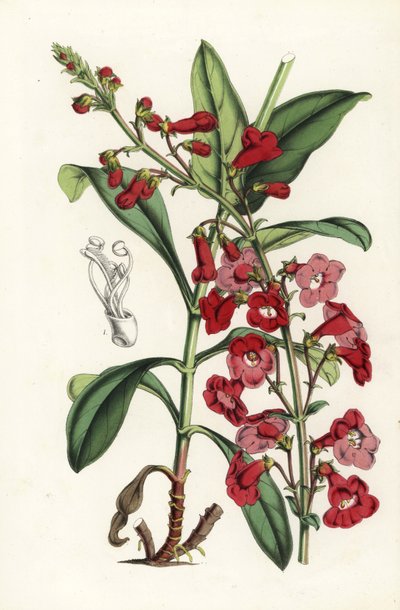 Lengua de barba de Wright, Penstemon wrightii (Pentstemon wrightii). Litografía coloreada a mano de la obra de Louis van Houtte y Charles Lemaire Flores de los jardines e invernaderos de Europa, Flore des Serres et des Jardins de l
