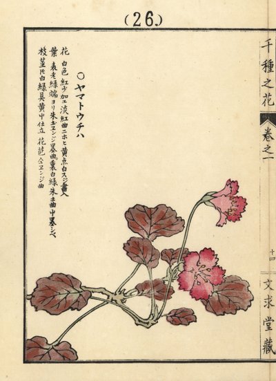 Yamato uchiwa o iwakagami, Schizocodon soldanelloides, planta alpina japonesa. Grabado en madera coloreado a mano por Kono Bairei de Senshu no Hana (Mil variedades de flores), Bunkyudo, Kioto. de Unbekannter Künstler