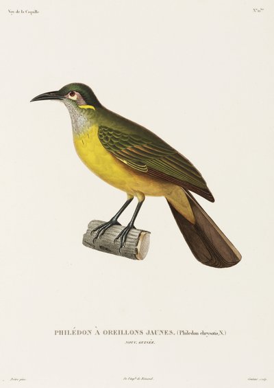 Filedón de mejillas amarillas, Nueva Guinea de Unbekannter Künstler