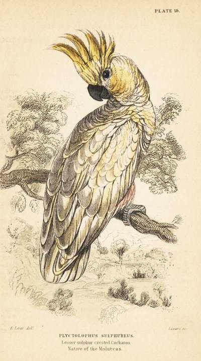 Cacatúa de cresta amarilla, Cacatua sulphurea. Critically endangere1889 (grabado) de Unbekannter Künstler