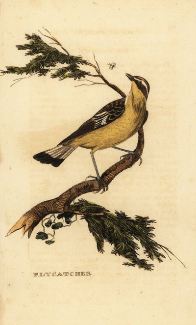 Papamoscas de rabadilla amarilla, Ficedula zanthopygia. 1815 (grabado) de Unbekannter Künstler