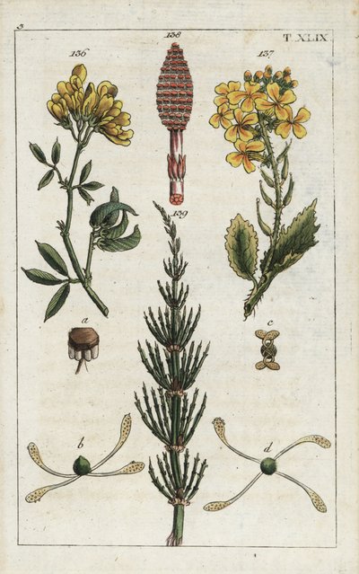 Alfalfa amarilla (alfalfa), Medicago falcata 136, rábano silvestre (ravenelle), Raphanus raphnistrum 137, y cola de caballo de campo (prele des champs), Equisetum arvense 138/139. Grabado en cobre coloreado a mano de una ilustración botánica de la obra de  de Unbekannter Künstler
