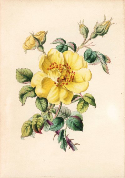 Rosa lutea, de la obra de Robert Tyas "Queen of Flowers, or Memoirs of the Rose", Londres. de Unbekannter Künstler