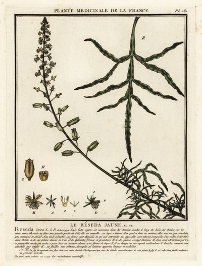 Mignonette amarilla, Reseda lutea. de Unbekannter Künstler