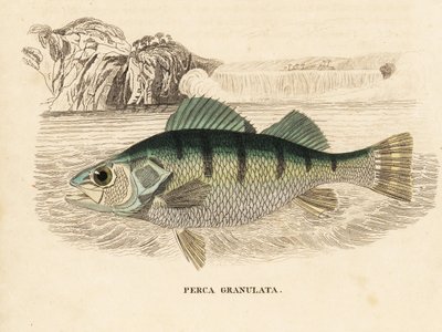 Perca amarilla, Perca flavescens (Perca granulata). Grabado en acero coloreado a mano de la Galería de Historia Natural de Georg Friedrich Treitschke, Naturhistorischer Bildersaal des Thierreiches, Liepzig-1842. de Unbekannter Künstler
