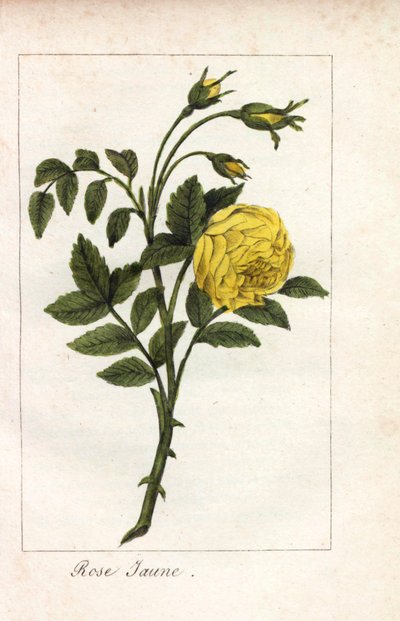 Rosa amarilla, Rosa lutea. Grabado en cobre coloreado a mano de una ilustración de la Srta. Prudhomme de "Hommage rendu a la Rose", París, hacia 1815. Libro de regalo con la historia de la rosa y una docena de miniaturas botánicas. de Unbekannter Künstler