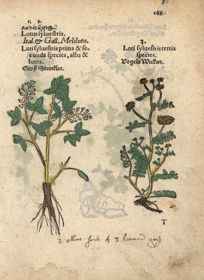 Especie de meliloto amarillo, Melilotus officinalis. Grabado xilográfico coloreado a mano de una ilustración botánica del Krauterbuch, or Herbal, de Adam Lonicer, Fráncfort. de Unbekannter Künstler