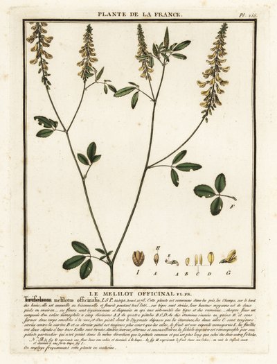 Trébol de olor amarillo, meliloto amarillo, meliloto acanalado, Melilotus m de Unbekannter Künstler