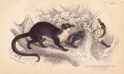 Garduña amarilla, Martes flavigula (Galidictis chrysogastes). Grabado en acero coloreado a mano por Lizars a partir de una ilustración de Charles Hamilton Smith de un boceto de R. G. Watkin de la Biblioteca del Naturalista de William Jardine, Edimburgo. de Unbekannter Künstler