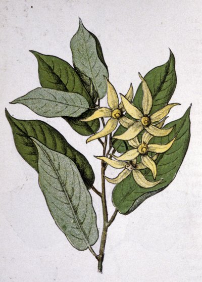 Ylang Ylang, principios del siglo XX (grabado) de Unbekannter Künstler