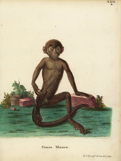 Langur joven, Presbytis femoralis. Simia maura. Grabado en cobre coloreado a mano dibujado y grabado según el natural por Hermann Jakob Tyroff de la obra de Johann Christian Daniel Schreber Ilustraciones de animales según la naturaleza, o Animales fantásti de Unbekannter Künstler
