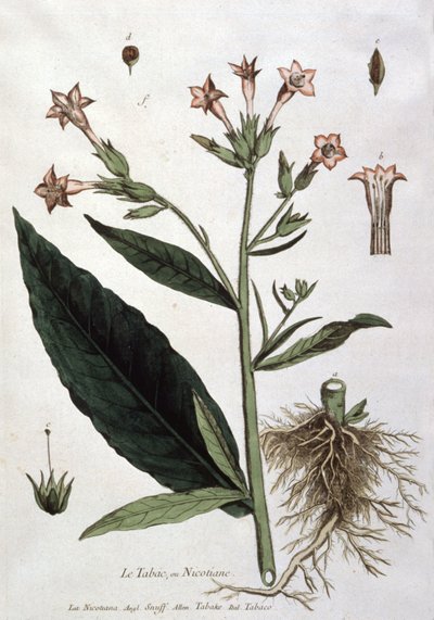 Joven planta de tabaco, principios del siglo XIX (litografía) de Unbekannter Künstler