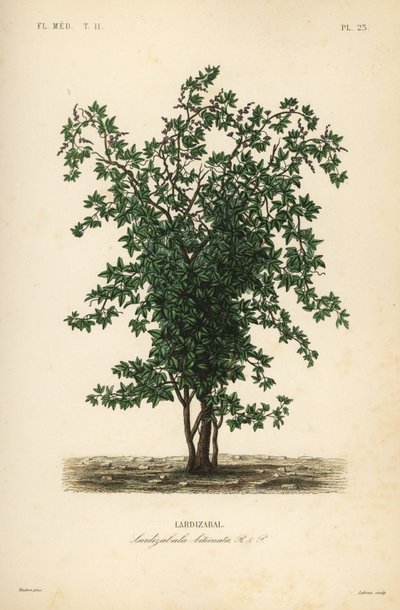 Árbol de fruta zabala o coguil, Lardizabala biternata, Lardizabal de Unbekannt